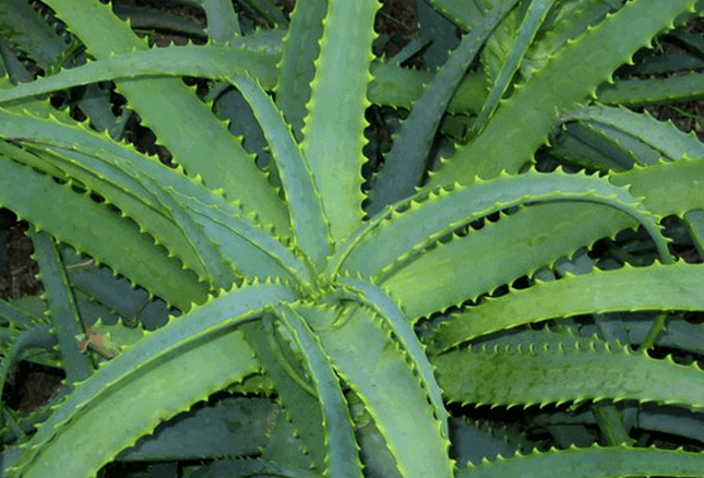 Kalanchoe guérit la maladie masculine