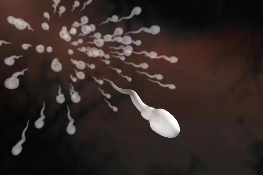 les spermatozoïdes et leurs altérations dans la prostatite